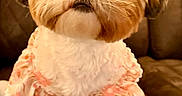 Arlo is registered to the contest to win money with this photo: dog, small_dog, pet, cute, bow, outfit, clothing, brown_couch, quilted_couch, indoor, portrait, animal, fluffy, sitting, looking_at_camera, adorable, fur, decorative, pink, purple