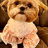 dog, small_dog, pet, cute, bow, outfit, clothing, brown_couch, quilted_couch, indoor, portrait, animal, fluffy, sitting, looking_at_camera, adorable, fur, decorative, pink, purple