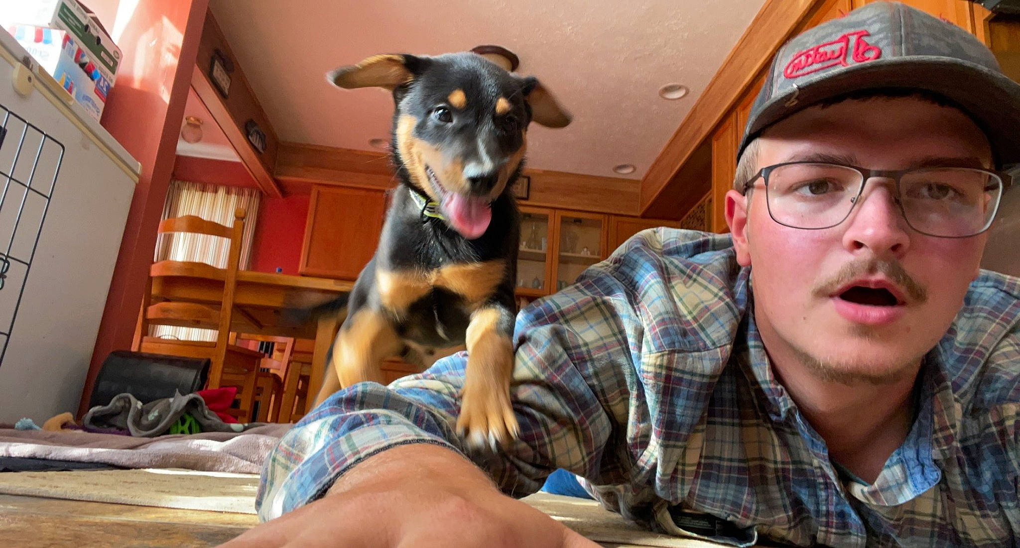 Voodoo joined the competition — help win amazing prizes! baseball_cap, canidae, cap, carnivore, comfort, companion_dog, couch, dog, dog_breed, eyewear, fawn, glasses, hat, pattern, plaid, shelf, snout, sporting_group, tartan, working_animal