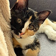 Suki a rejoint le concours — aidez-le/la à gagner de superbes lots ! cat, calico_cat, pet, animal, feline, closeup, portrait, whiskers, ears, eyes, nose, fur, multicolored, black_fur, white_fur, orange_fur, lying_down, cozy, blanket, indoors