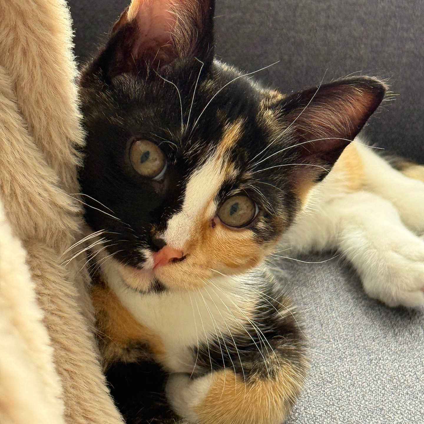 Suki