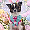 dog, easter, bunny_ears, costume, bow, pastel_colors, eggs, flowers, basket, pink, yellow, blue, polka_dots, cute, pet, sitting, decorations, holiday, spring, portrait
