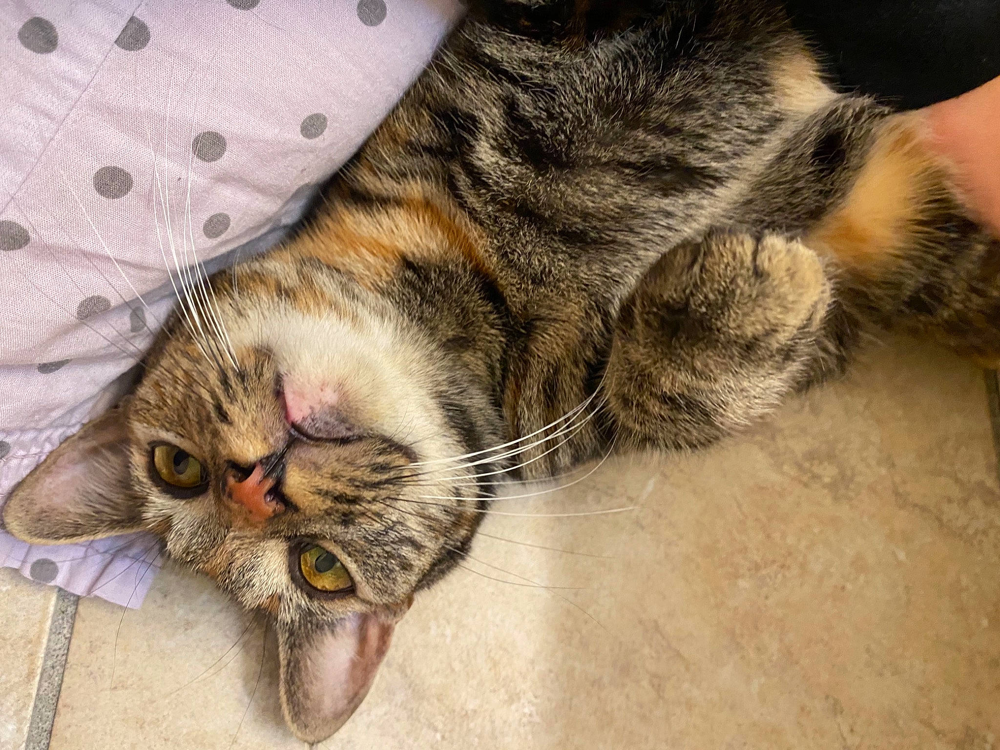 Esther joined the competition — help win amazing prizes! carnivore, cat, claw, comfort, domestic_short_haired_cat, eye, felidae, fur, nap, pattern, paw, sleep, small_to_medium_sized_cats, snout, tail, terrestrial_animal, whiskers