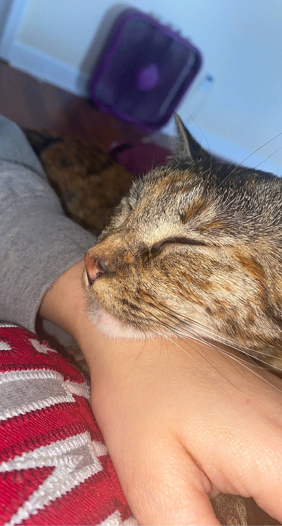 Esther is registered to the contest to win money with this photo: carnivore, cat, claw, comfort, domestic_short_haired_cat, eyelash, fawn, felidae, fur, gesture, grass, human_body, nail, nap, rodent, small_to_medium_sized_cats, snout, terrestrial_animal, whiskers, wildlife