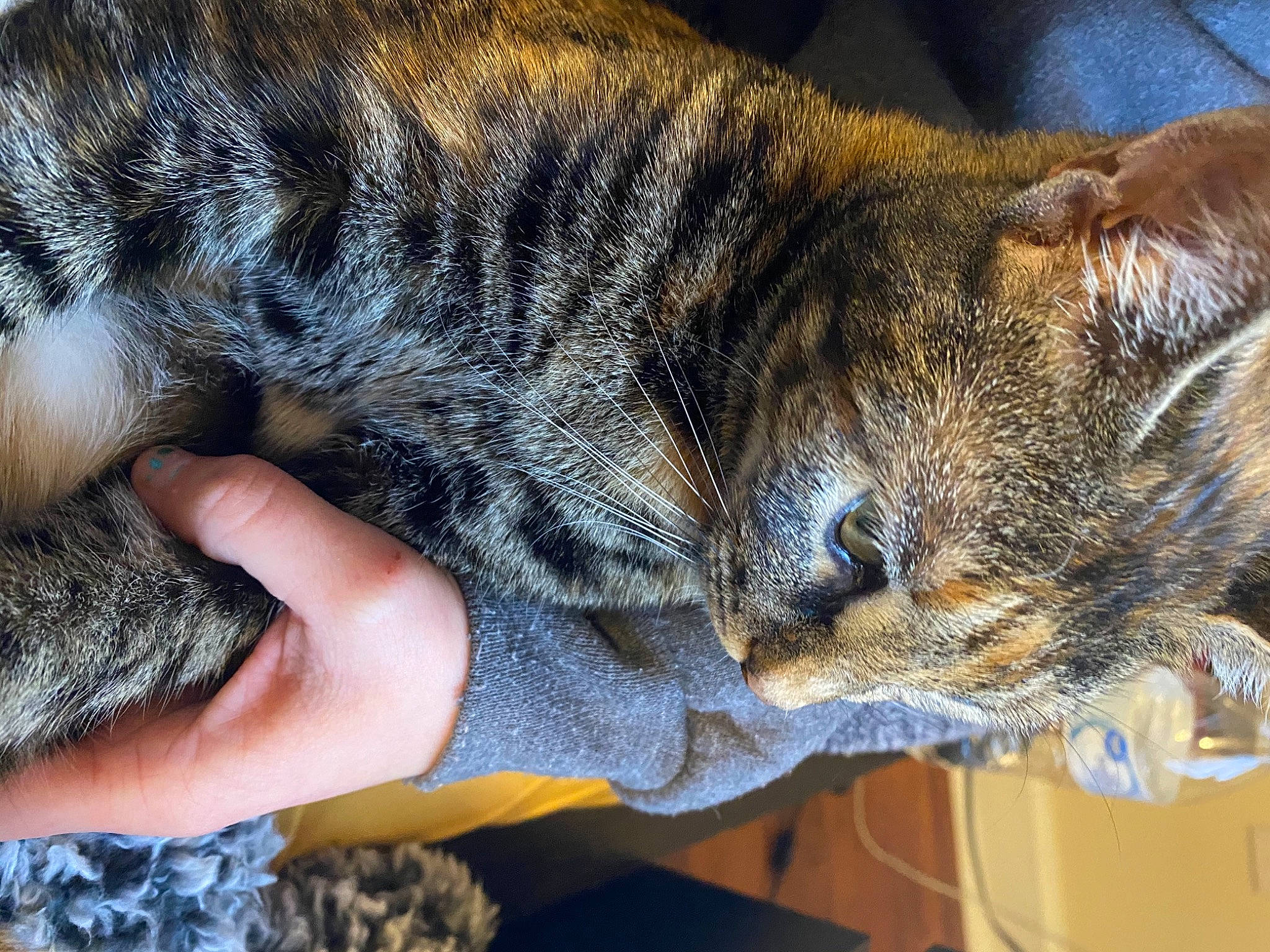 Esther is registered to the contest to win money with this photo: carnivore, cat, claw, domestic_short_haired_cat, eye, felidae, fur, lynx, mammal, nail, nap, paw, sleep, small_to_medium_sized_cats, snout, tail, terrestrial_animal, vertebrate, whiskers, wildlife