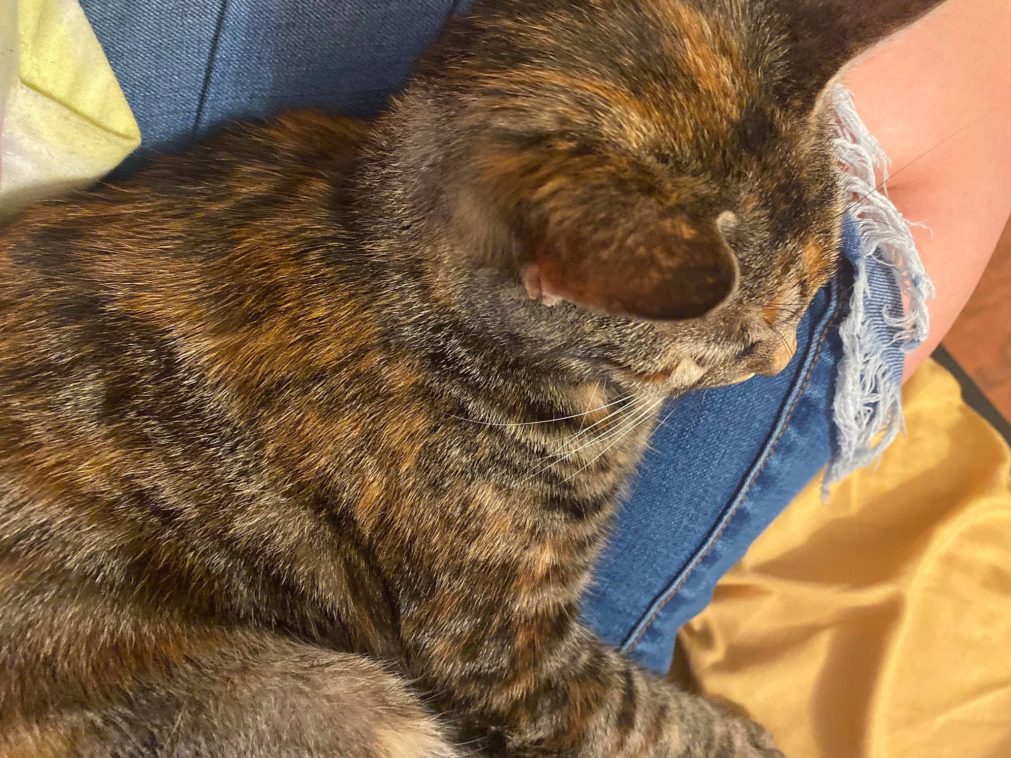 Esther is registered to the contest to win money with this photo: carnivore, cat, claw, close_up, comfort, domestic_short_haired_cat, electric_blue, felidae, fur, nap, paw, sleep, small_to_medium_sized_cats, snout, tail, terrestrial_animal, whiskers, wildlife