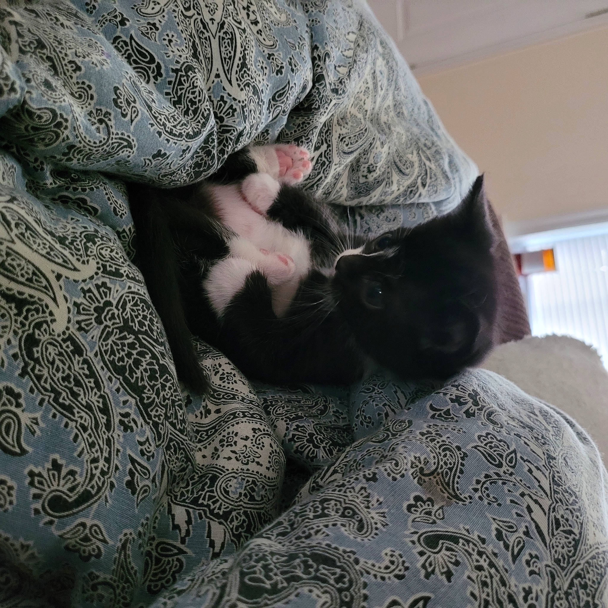 Omalley joined the competition — help win amazing prizes! carnivore, cat, comfort, couch, eyewear, fawn, felidae, fur, grey, human_leg, linens, mammal, neck, pattern, sleeve, small_to_medium_sized_cats, textile, vertebrate, whiskers, wool