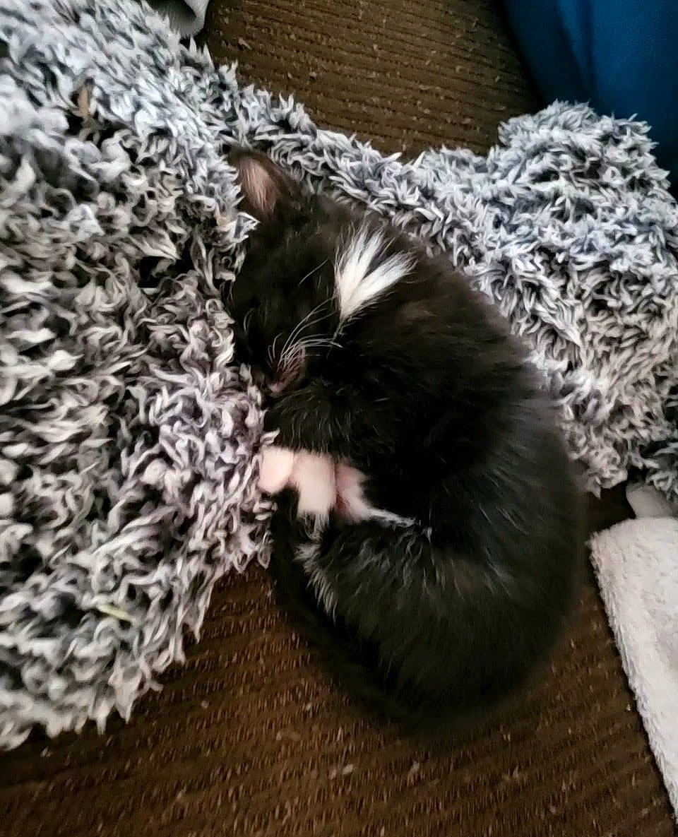 Omalley is registered to the contest to win money with this photo: black_cat, canidae, carnivore, cat, cat_supply, claw, comfort, companion_dog, dog_breed, domestic_short_haired_cat, felidae, fur, grass, grey, paw, small_to_medium_sized_cats, snout, sporting_group, tail, whiskers