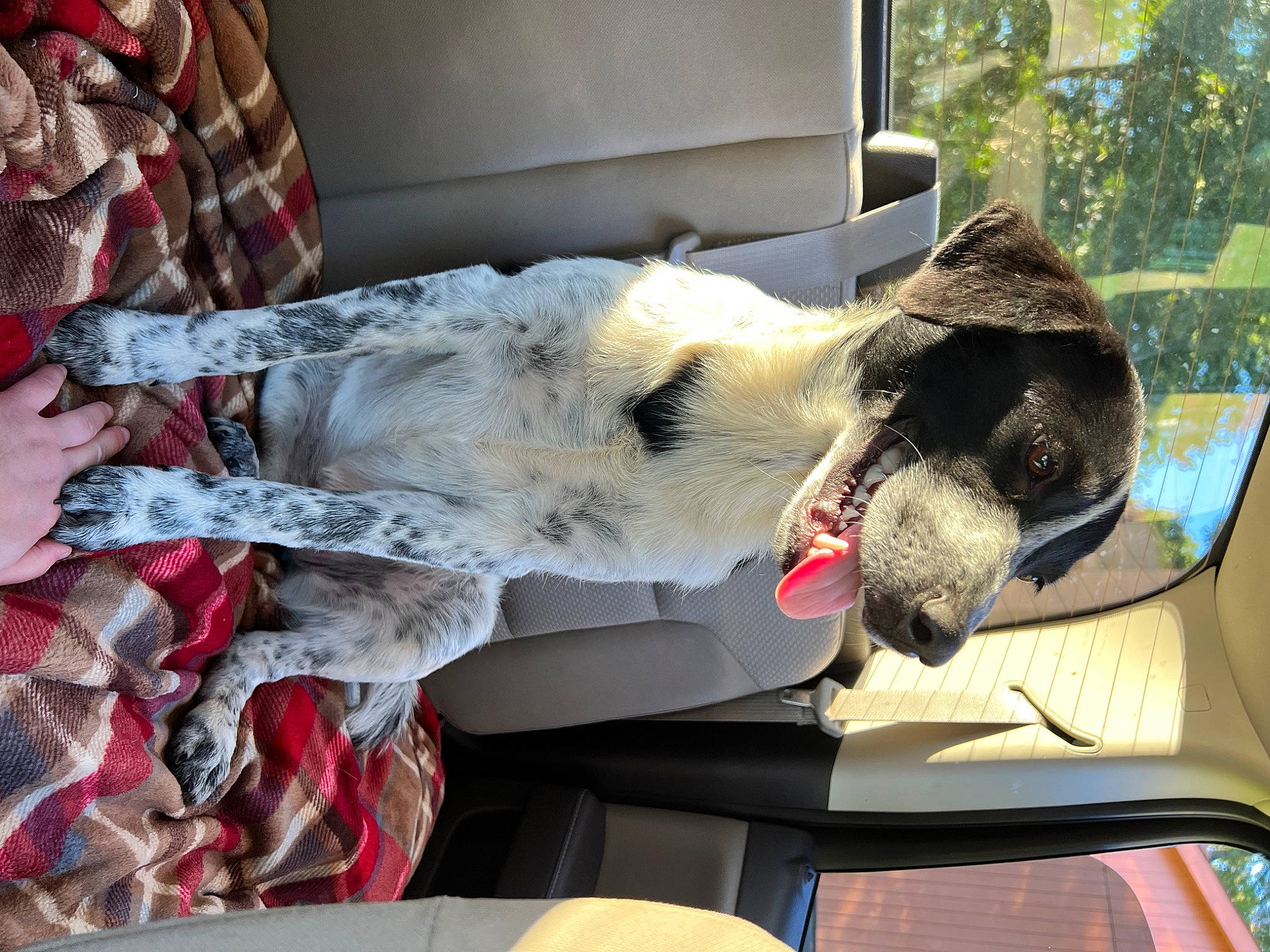 Lady is registered to the contest to win money with this photo: canidae, carnivore, collar, comfort, companion_dog, couch, dog, dog_breed, fawn, felidae, fur, guard_dog, pattern, plant, small_to_medium_sized_cats, sporting_group, tree, vehicle, window, windshield