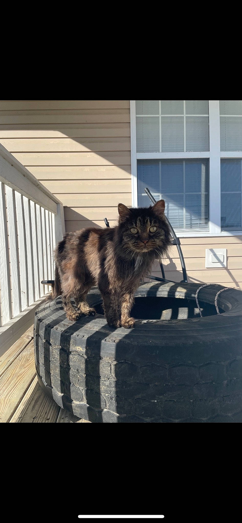 Cougar is registered to the contest to win money with this photo: black_cat, carnivore, cat, domestic_short_haired_cat, felidae, flooring, fur, grass, grey, hardwood, maine_coon, monochrome_photography, plant, sitting, small_to_medium_sized_cats, tail, whiskers, window, winter, wood