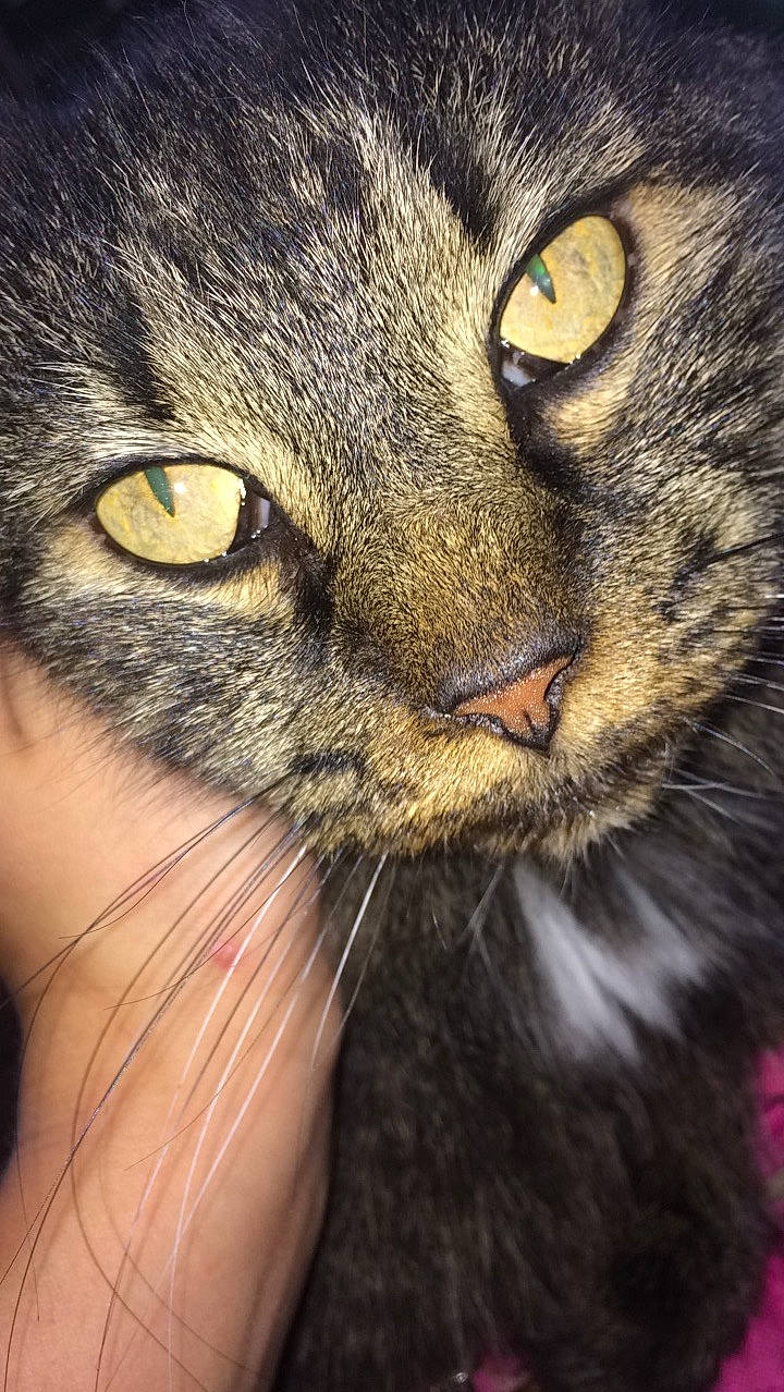 Cougar is registered to the contest to win money with this photo: carnivore, cat, close_up, domestic_short_haired_cat, ear, eye, felidae, fur, hair, head, iris, macro_photography, small_to_medium_sized_cats, snout, terrestrial_animal, whiskers, wildlife