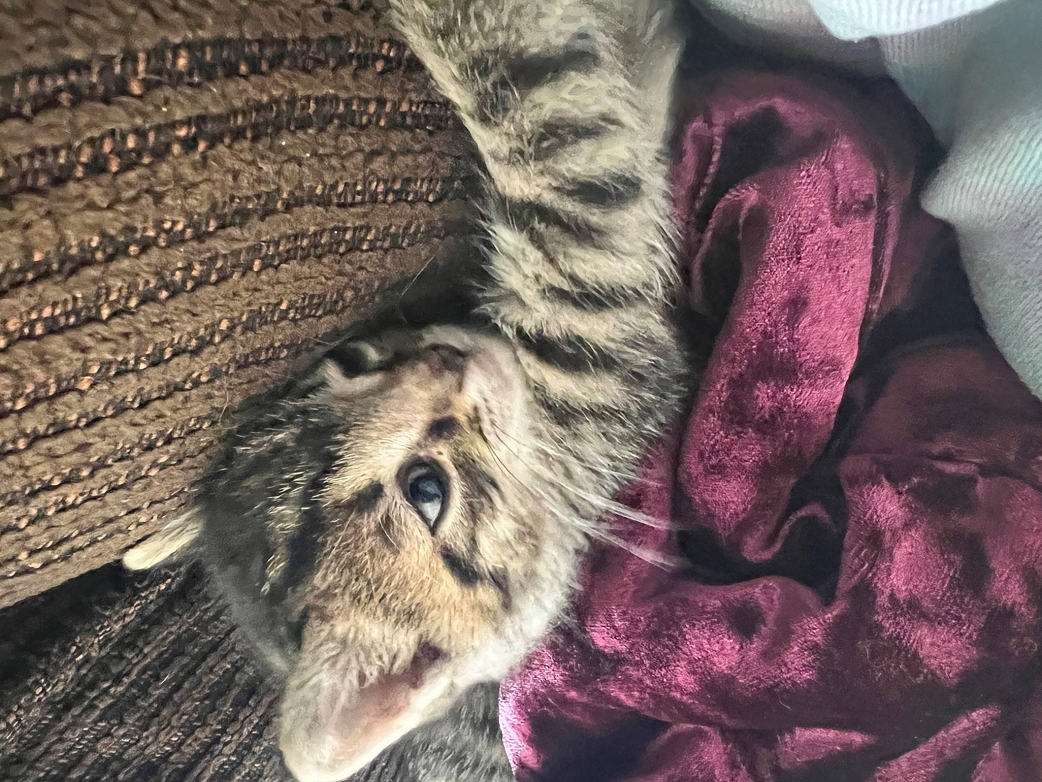 October is registered to the contest to win money with this photo: carnivore, cat, claw, close_up, comfort, domestic_short_haired_cat, felidae, fur, grey, human_leg, linens, pattern, paw, small_to_medium_sized_cats, tail, terrestrial_animal, textile, whiskers, wood, woolen