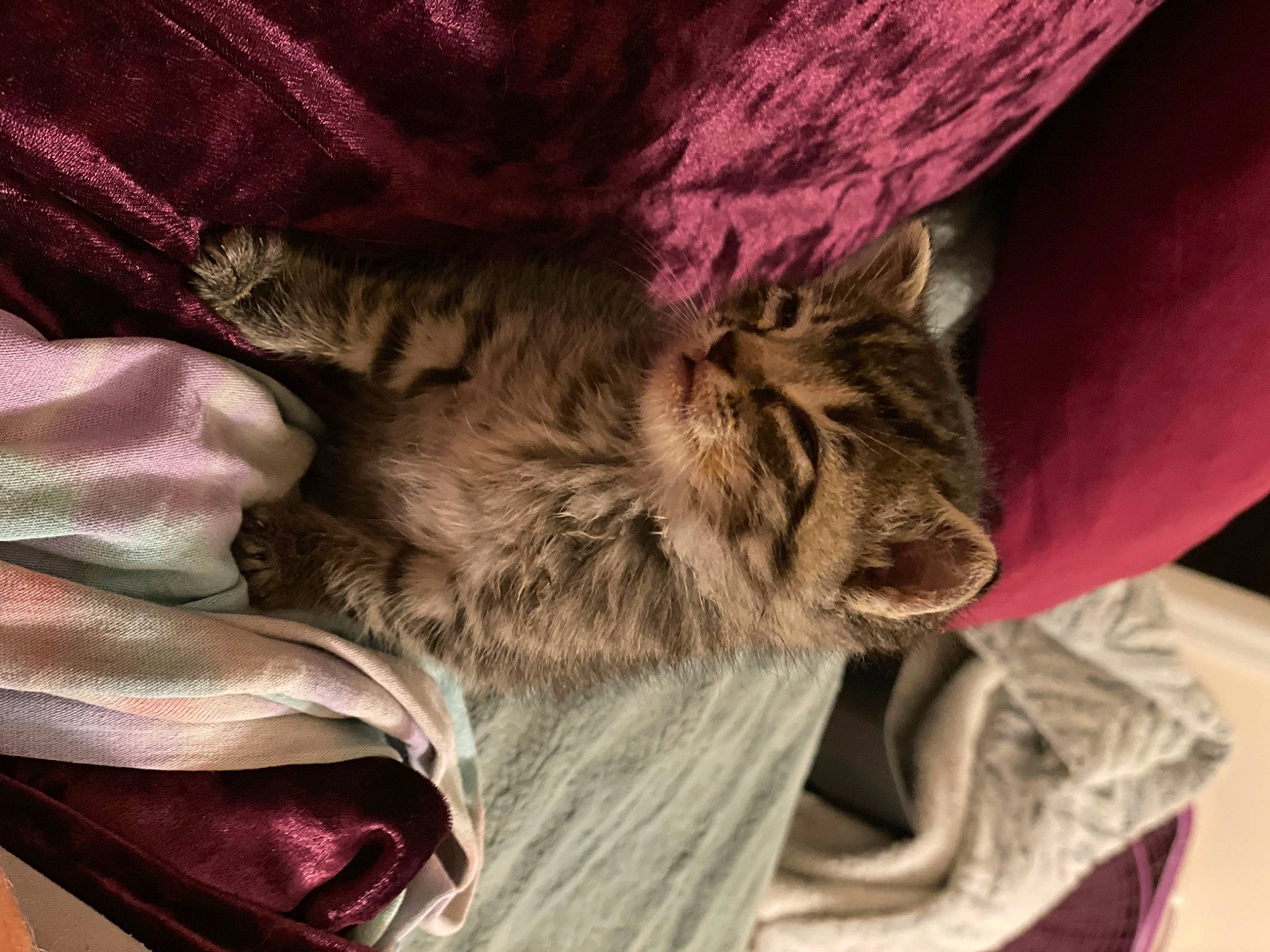 October joined the competition — help win amazing prizes! bed, british_longhair, carnivore, cat, claw, comfort, domestic_short_haired_cat, feather, felidae, fur, linens, liver, magenta, nap, purple, small_to_medium_sized_cats, tail, terrestrial_animal, textile, whiskers