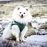Tayko participe au concours pour gagner de l'argent avec cette photo : dog, puppy, white_dog, fluffy, fur, smiling, sitting, outdoors, rocky_shore, river, water, nature, green_clothing, harness, portrait, pet, animal, cute, happy, landscape