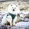 dog, puppy, white_dog, fluffy, fur, smiling, sitting, outdoors, rocky_shore, river, water, nature, green_clothing, harness, portrait, pet, animal, cute, happy, landscape