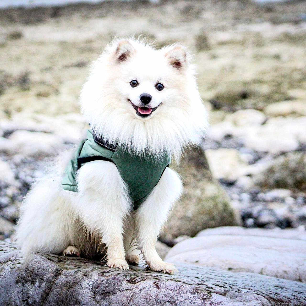 Tayko participe au concours pour gagner de l'argent avec cette photo : dog, puppy, white_dog, fluffy, fur, smiling, sitting, outdoors, rocky_shore, river, water, nature, green_clothing, harness, portrait, pet, animal, cute, happy, landscape