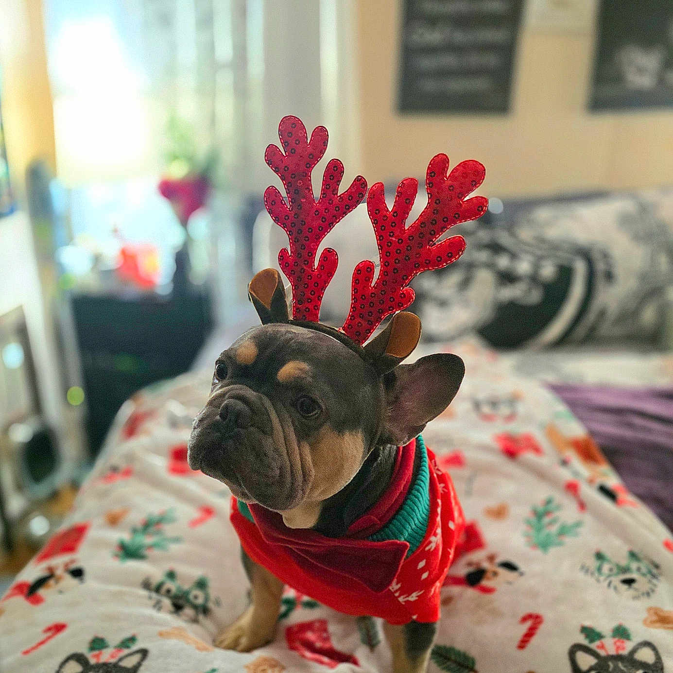 Bear joined the competition — help win amazing prizes! animal, bed, black, blanket, christmas, costume, cozy, cute, decor, dog, festive, french_bulldog, holiday_outfit, indoor, mammal, pet, portrait, red, reindeer_antenna, tan