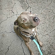 Paco a rejoint le concours — aidez-le/la à gagner de superbes lots ! animal, brown_eyes, canine, chain_collar, closeup, collar, companion, dog, domestic_animal, friendly, gray, leash, looking_up, outdoor, pavement, paw, pet, sitting, street, waiting