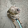 animal, brown_eyes, canine, chain_collar, closeup, collar, companion, dog, domestic_animal, friendly, gray, leash, looking_up, outdoor, pavement, paw, pet, sitting, street, waiting