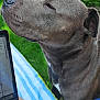 Paco participe au concours pour gagner de l'argent avec cette photo : arm, close_up, companion, dog, fence, grass, gray_dog, greenery, laptop, nature, outdoor, person, pet, relaxed, striped_blanket, summer, sunlight, tattoo, technology, working