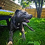 animal, bench, canine, cushion, daytime, dog, fence, grass, greenery, happy, nature, outdoor, pet, relaxed, shade, summer, sunlight, tongue_out, tree, yard