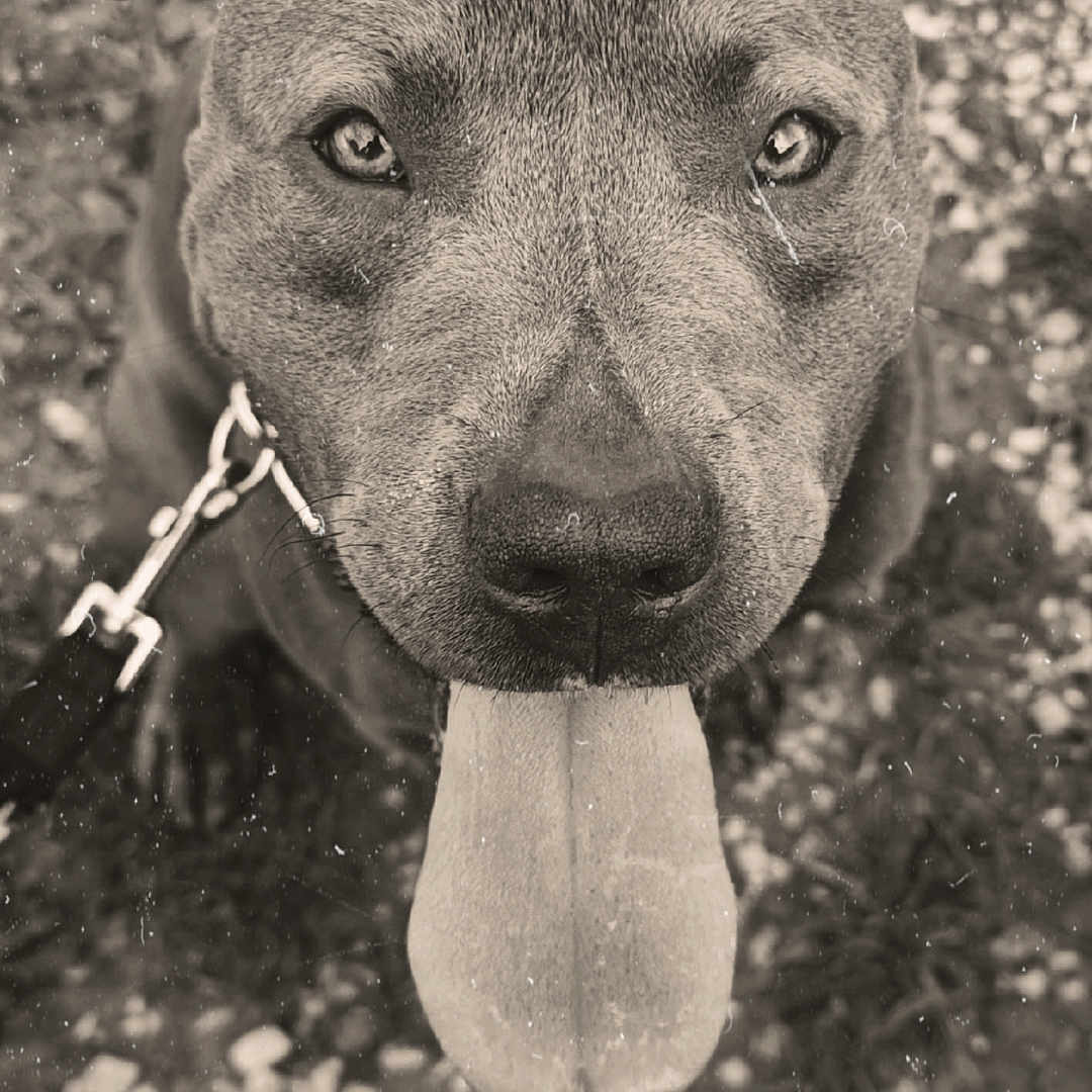 Paco a rejoint le concours — aidez-le/la à gagner de superbes lots ! animal, black_and_white, blurred_background, canine, close_up, dog, ears, expression, friendly, fur, grass, happy, leash, nature, nose, outdoor, pet, portrait, tongue_out, vintage