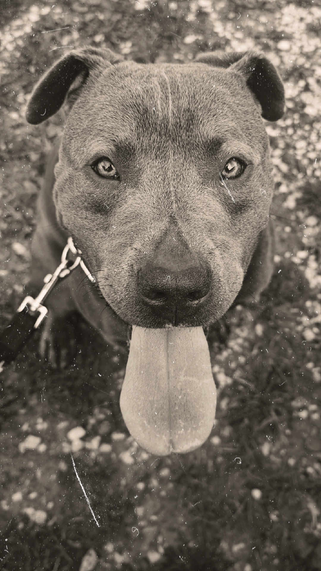 Paco a rejoint le concours — aidez-le/la à gagner de superbes lots ! animal, black_and_white, blurred_background, canine, close_up, dog, ears, expression, friendly, fur, grass, happy, leash, nature, nose, outdoor, pet, portrait, tongue_out, vintage