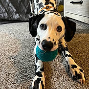 Cairo is registered to the contest to win money with this photo: dalmatian, dog, puppy, ball, carpet, playing, pet, indoor, animal, cute, black_and_white, fur, collar, canine, young, toy, front_paws, looking, eyes, nose