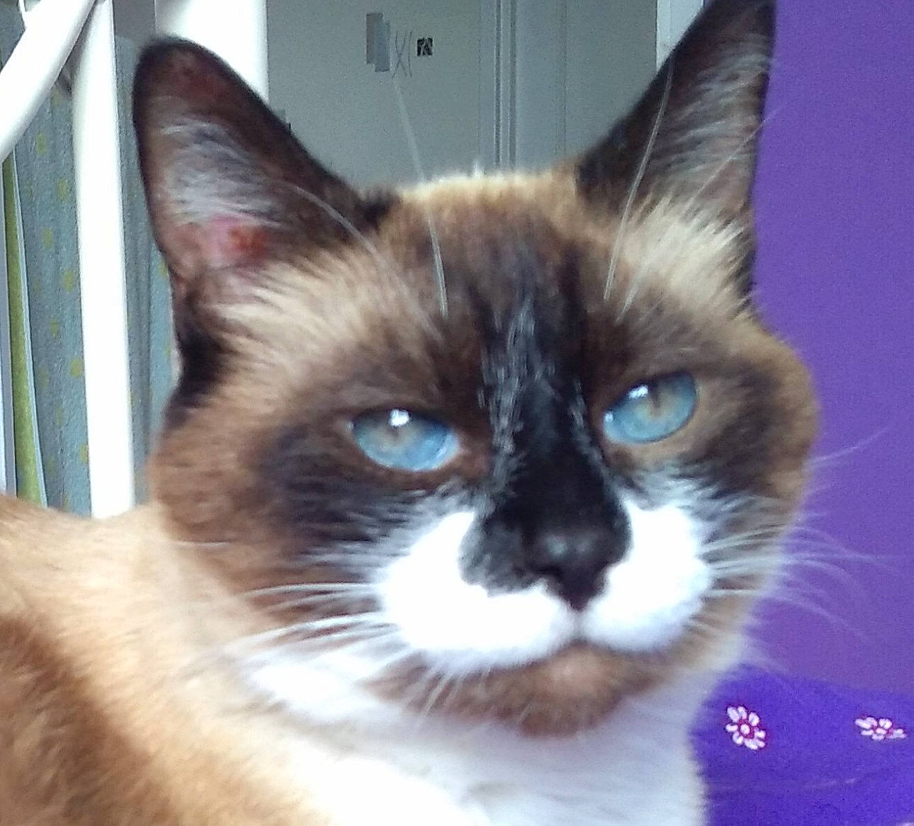 Dora a rejoint le concours — aidez-le/la à gagner de superbes lots ! balinese, birman, carnivore, cat, domestic_short_haired_cat, electric_blue, eye, fawn, felidae, fur, head, siamese, small_to_medium_sized_cats, snout, tail, terrestrial_animal, thai, whiskers, wildlife, window