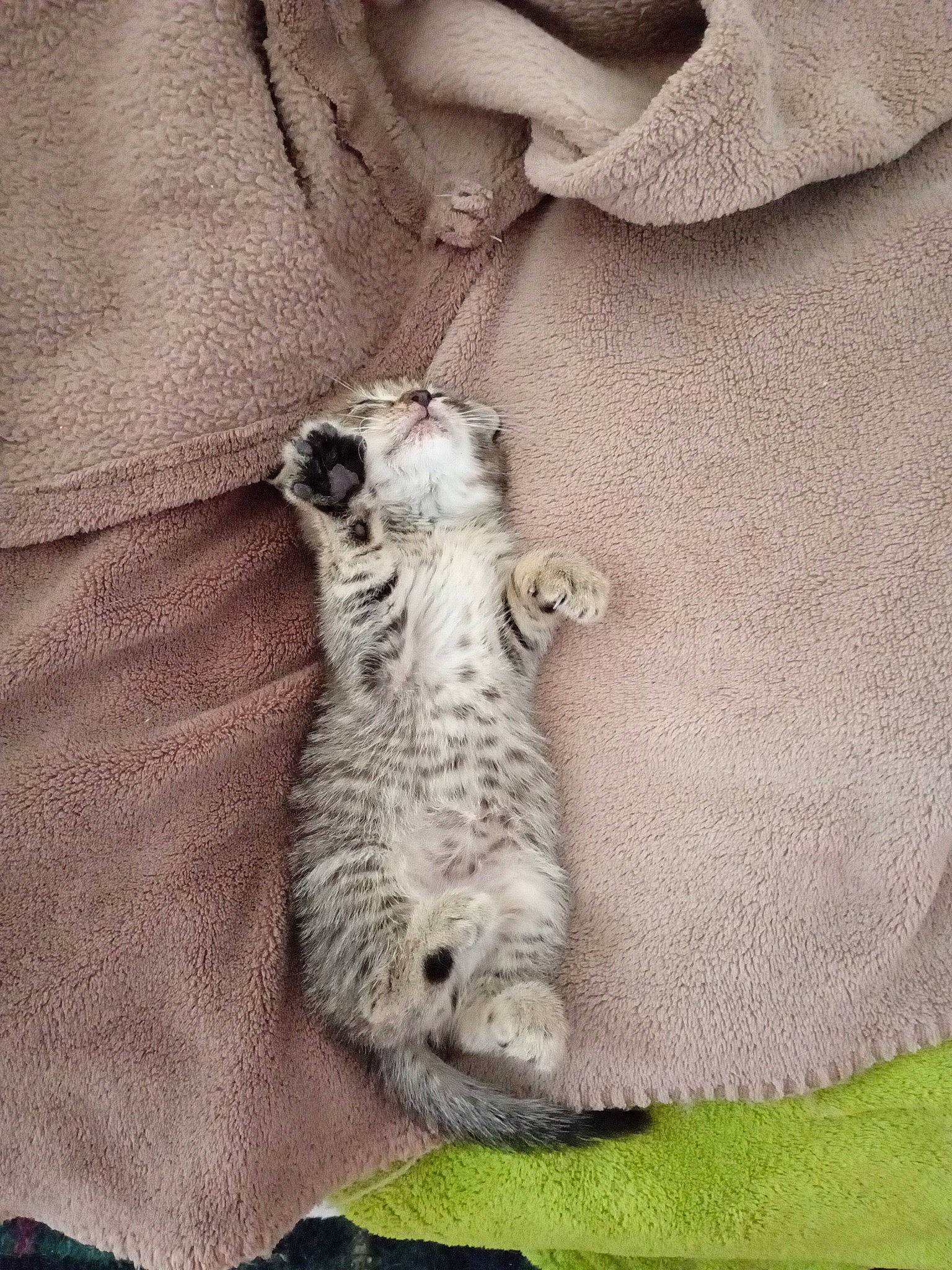 Toupy participe au concours pour gagner de l'argent avec cette photo : canidae, carnivore, cat, claw, domestic_short_haired_cat, felidae, fur, grey, pattern, paw, sleeve, small_to_medium_sized_cats, snow_leopard, tail, terrestrial_animal, whiskers