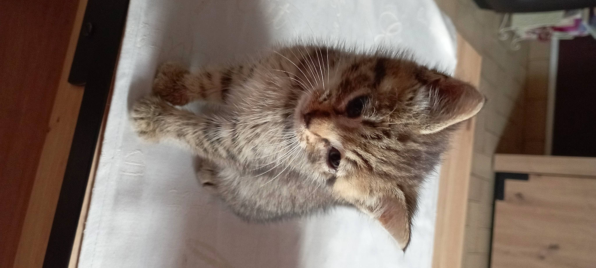 Toupy participe au concours pour gagner de l'argent avec cette photo : carnivore, cat, claw, comfort, domestic_short_haired_cat, eye, felidae, fur, maine_coon, nap, paw, sleep, small_to_medium_sized_cats, snout, tail, whiskers, wood