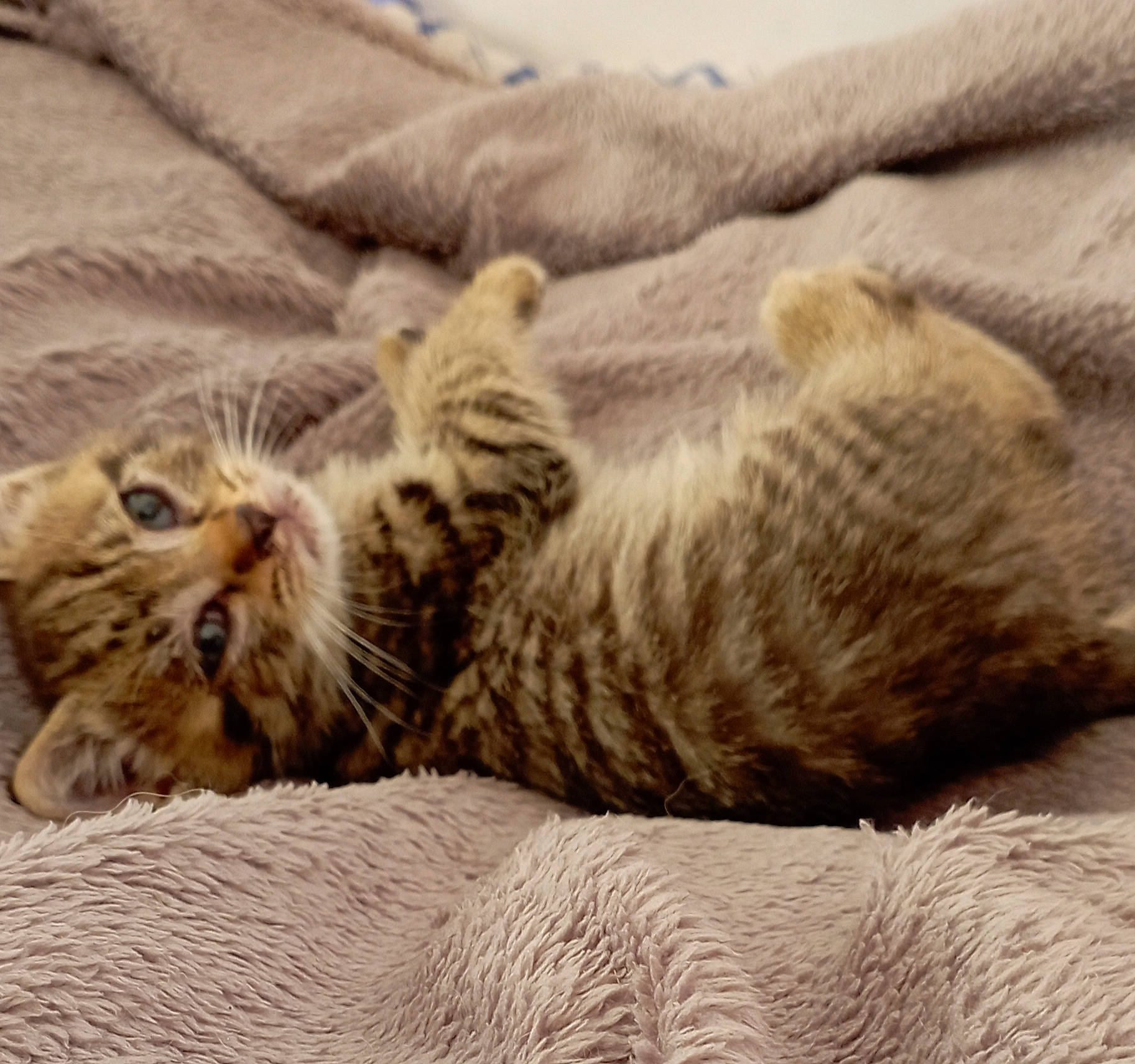 Toupy a rejoint le concours — aidez-le/la à gagner de superbes lots ! bed, carnivore, cat, claw, comfort, domestic_short_haired_cat, fawn, felidae, fur, nap, paw, sleep, small_to_medium_sized_cats, snout, tail, terrestrial_animal, whiskers, wildlife, wood