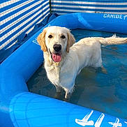 Vaya a rejoint le concours — aidez-le/la à gagner de superbes lots ! animal, blue, canine, cute, dog, fence, friendly, golden_retriever, grass, happy, inflatable_pool, mammal, outdoor, pet, playful, summer, sunlight, tongue_out, water, wet