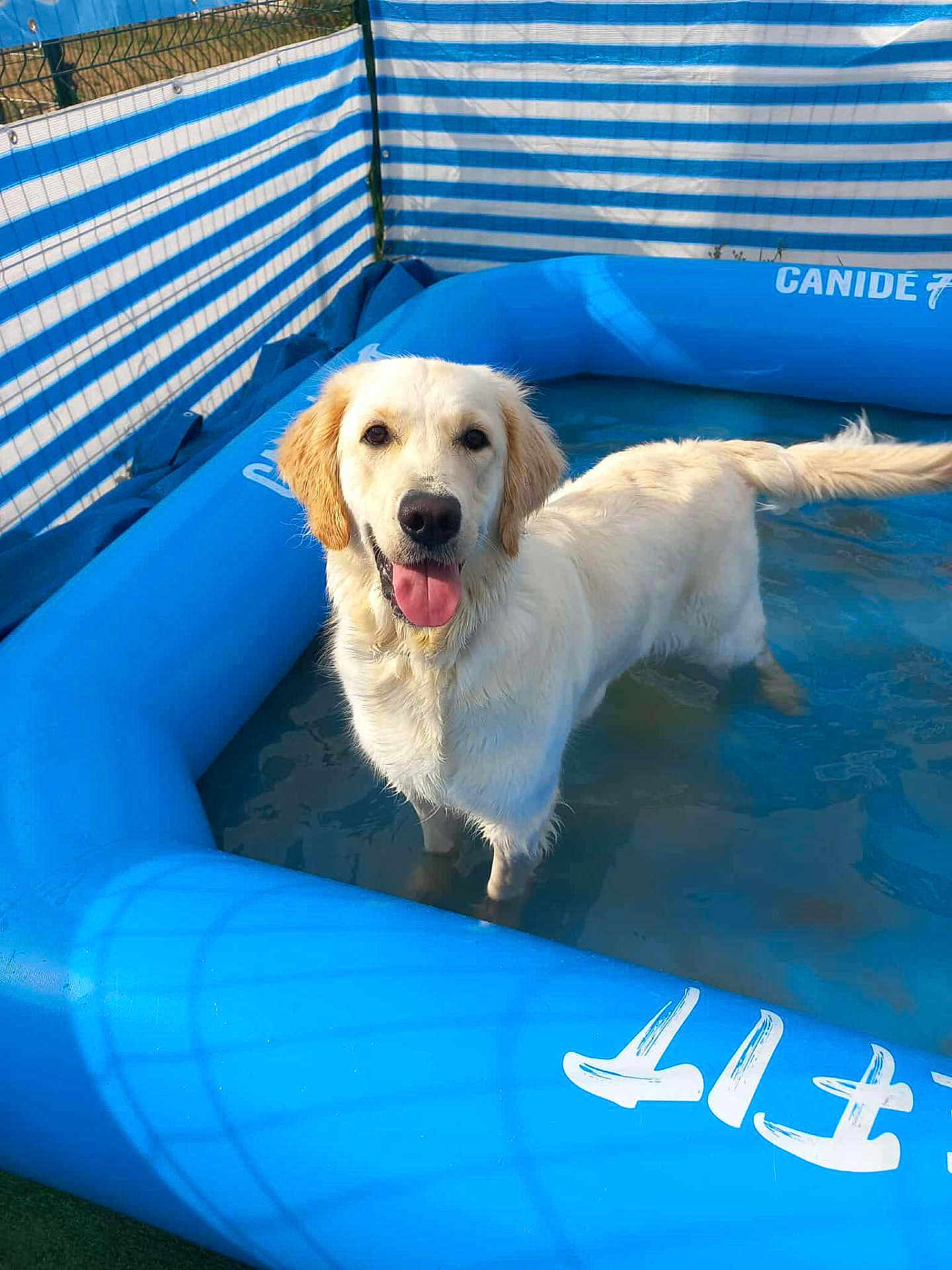 Vaya a rejoint le concours — aidez-le/la à gagner de superbes lots ! animal, blue, canine, cute, dog, fence, friendly, golden_retriever, grass, happy, inflatable_pool, mammal, outdoor, pet, playful, summer, sunlight, tongue_out, water, wet