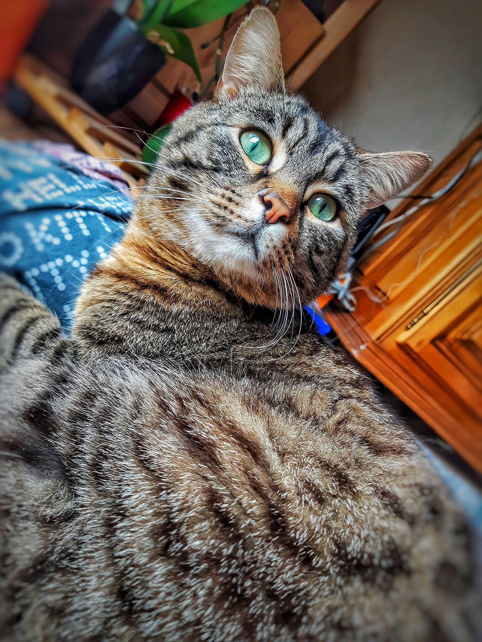 Looky participe au concours pour gagner de l'argent avec cette photo : american_shorthair, asian, california_spangled, carnivore, cat, domestic_short_haired_cat, dragon_li, european_shorthair, eye, felidae, fur, kitten, mammal, pixie_bob, small_to_medium_sized_cats, snout, tabby_cat, toyger, whiskers, wild_cat