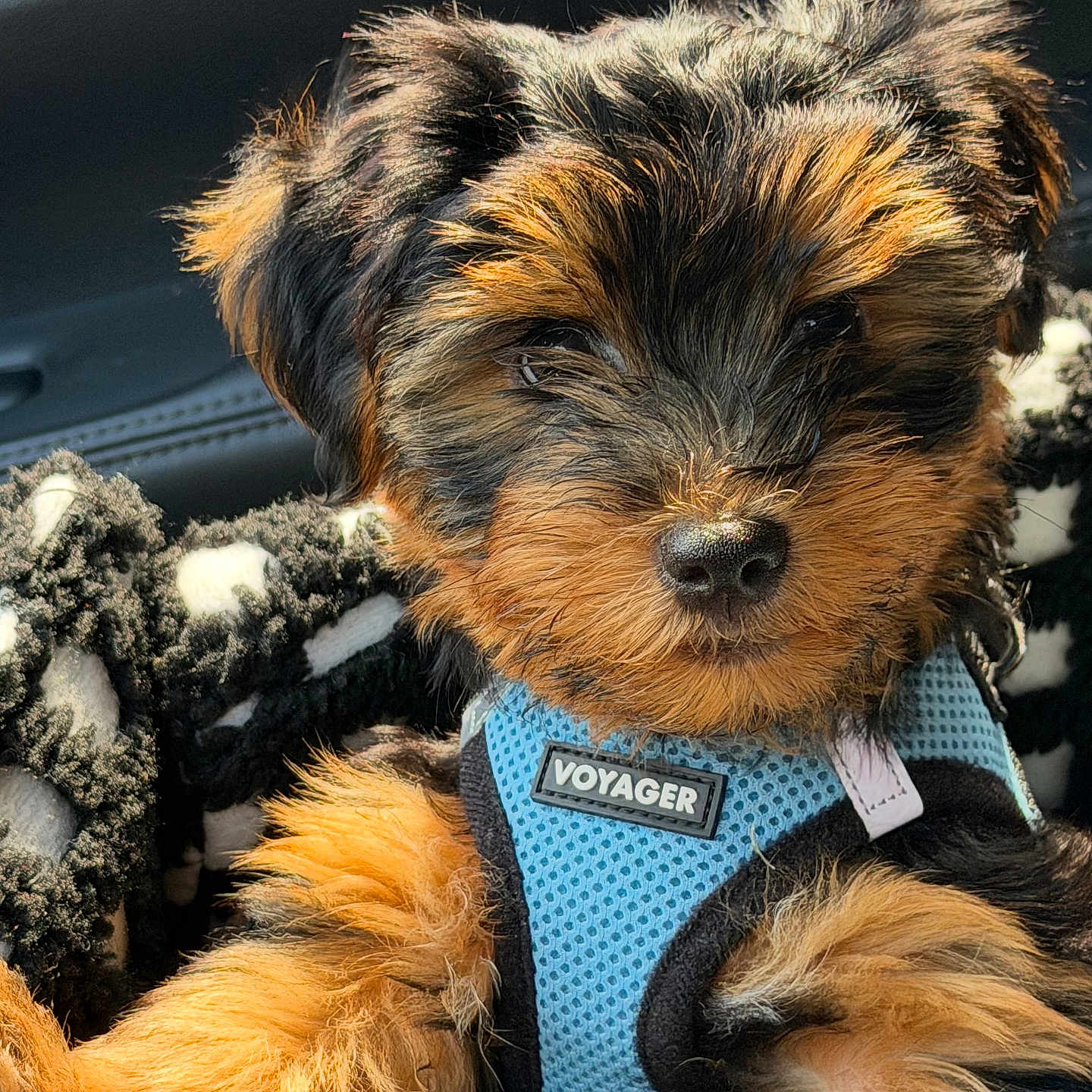 Asaad is registered to the contest to win money with this photo: puppy, dog, harness, blue_harness, fur, black_and_tan, blanket, cozy, cute, pet, animal, portrait, indoor, closeup, canine, young_dog, adorable, fluffy, resting, seat