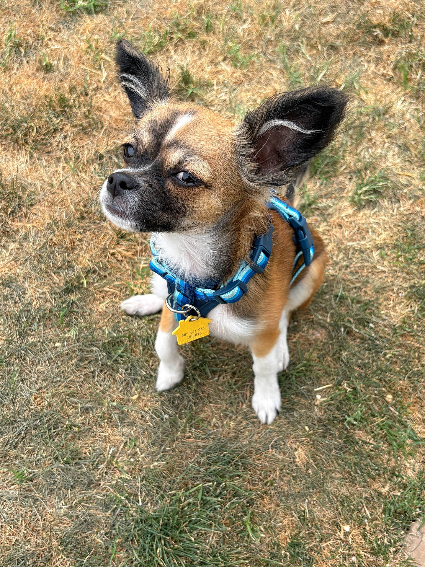 Gizmo