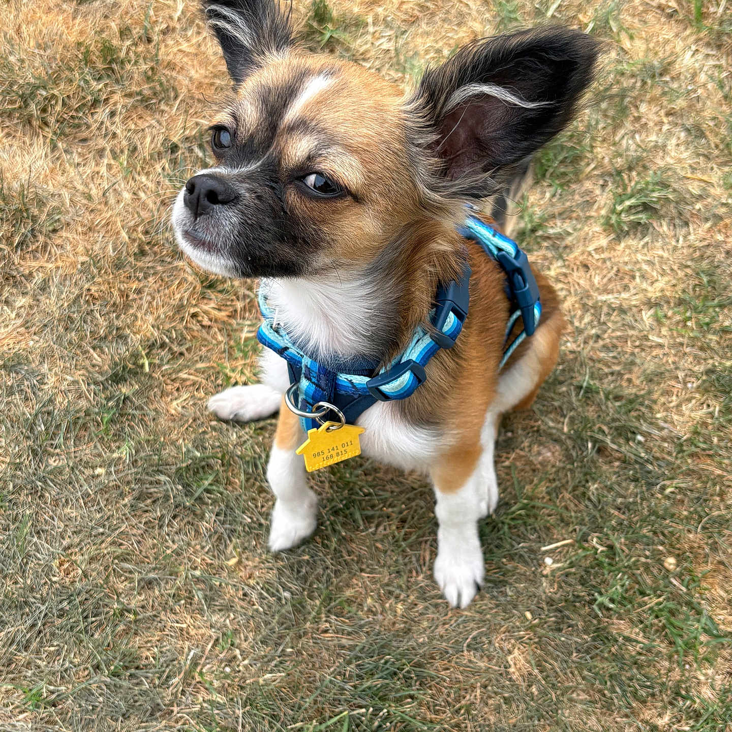 Gizmo