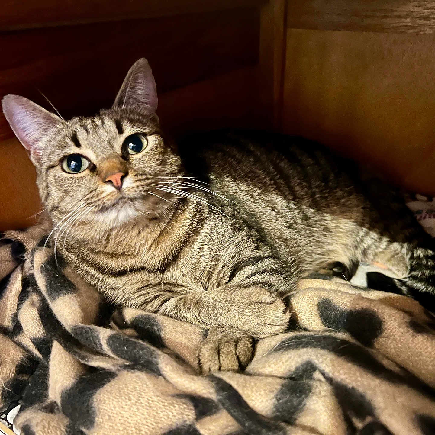 Ulma a rejoint le concours — aidez-le/la à gagner de superbes lots ! animal, blanket, cat, closeup, cozy, curious, cute, domestic_animal, ears, eyes, feline, fur, indoor, pet, relaxation, resting, sleeping_area, tabby_cat, whiskers, wooden_nook