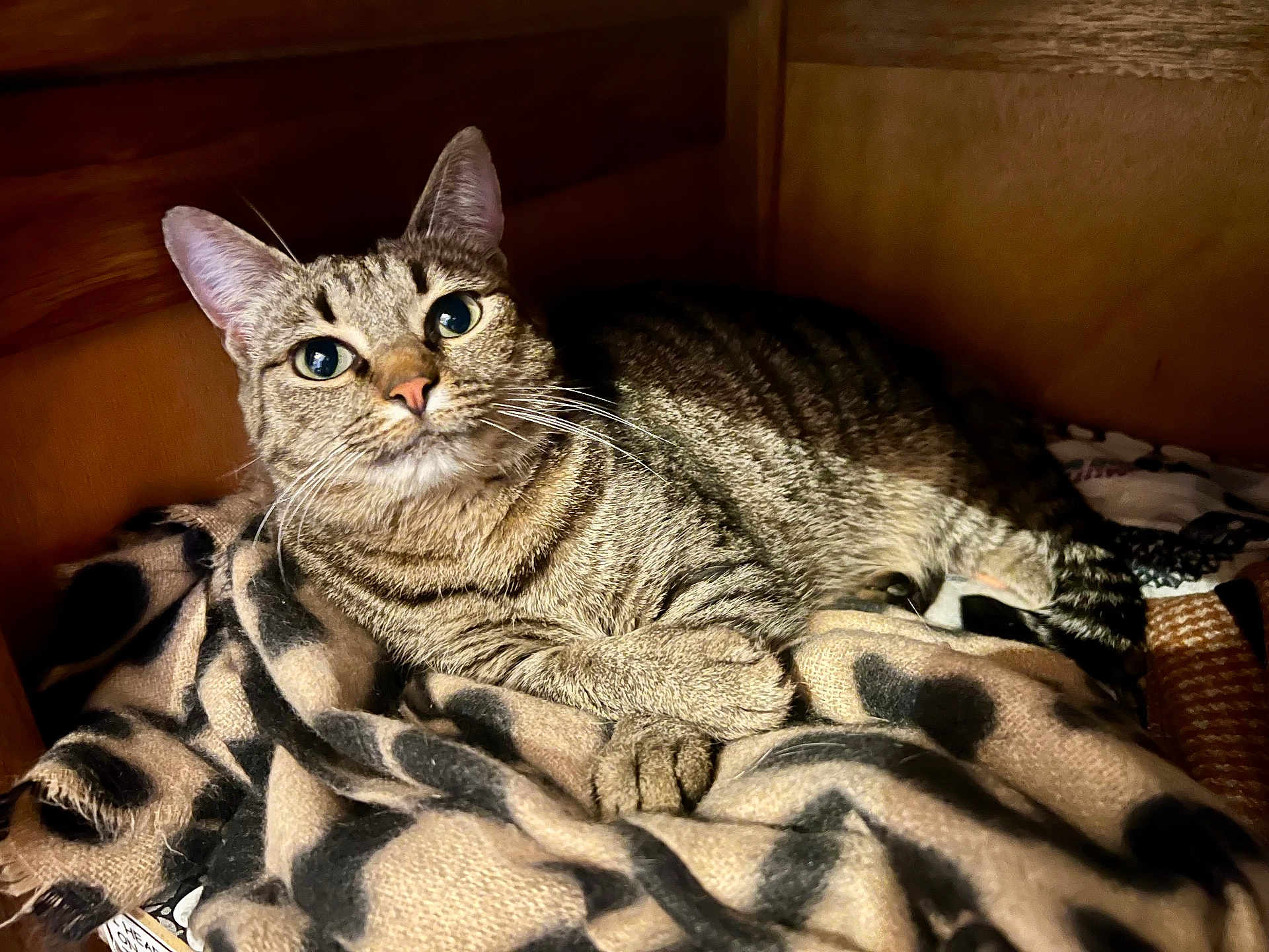 Ulma a rejoint le concours — aidez-le/la à gagner de superbes lots ! cat, tabby_cat, animal, pet, feline, indoor, resting, blanket, cozy, wooden_nook, fur, whiskers, ears, eyes, curious, relaxation, closeup, cute, sleeping_area, domestic_animal