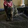 Cali joined the competition — help win amazing prizes! animal, black, blanket, bow_tie, cat, cord, cute, domestic, ears, eyes, feline, fur, indoor, pet, power_strip, sitting, striped, table, tortoiseshell, whiskers