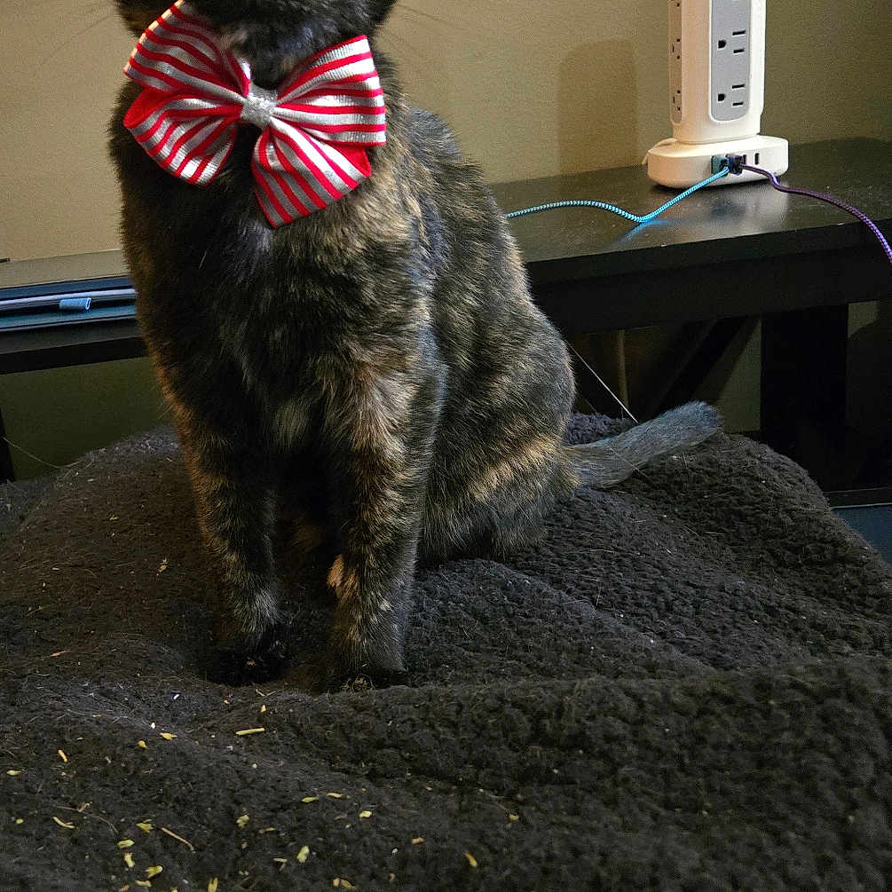 Cali