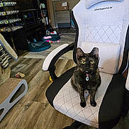 Cali joined the competition — help win amazing prizes! cat, chair, collar, cozy, curious, domestic_animal, floor, furniture, gaming_chair, green_eyes, home, indoor, living_room, looking, pet, pet_bed, sitting, tortoiseshell_cat, toy, wood_floor