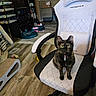 cat, chair, collar, cozy, curious, domestic_animal, floor, furniture, gaming_chair, green_eyes, home, indoor, living_room, looking, pet, pet_bed, sitting, tortoiseshell_cat, toy, wood_floor
