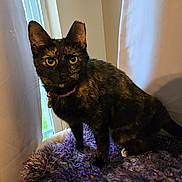 Cali is registered to the contest to win money with this photo: cat, tortoiseshell, yellow_eyes, alert, indoor, window, curtain, purple_blanket, pet, feline, fur, whiskers, collar, pink_collar, domestic_animal, sitting, close_up, natural_light, curious, house