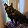 Cali is registered to the contest to win money with this photo: alert, cat, close_up, collar, curious, curtain, domestic_animal, feline, fur, house, indoor, natural_light, pet, pink_collar, purple_blanket, sitting, tortoiseshell, whiskers, window, yellow_eyes