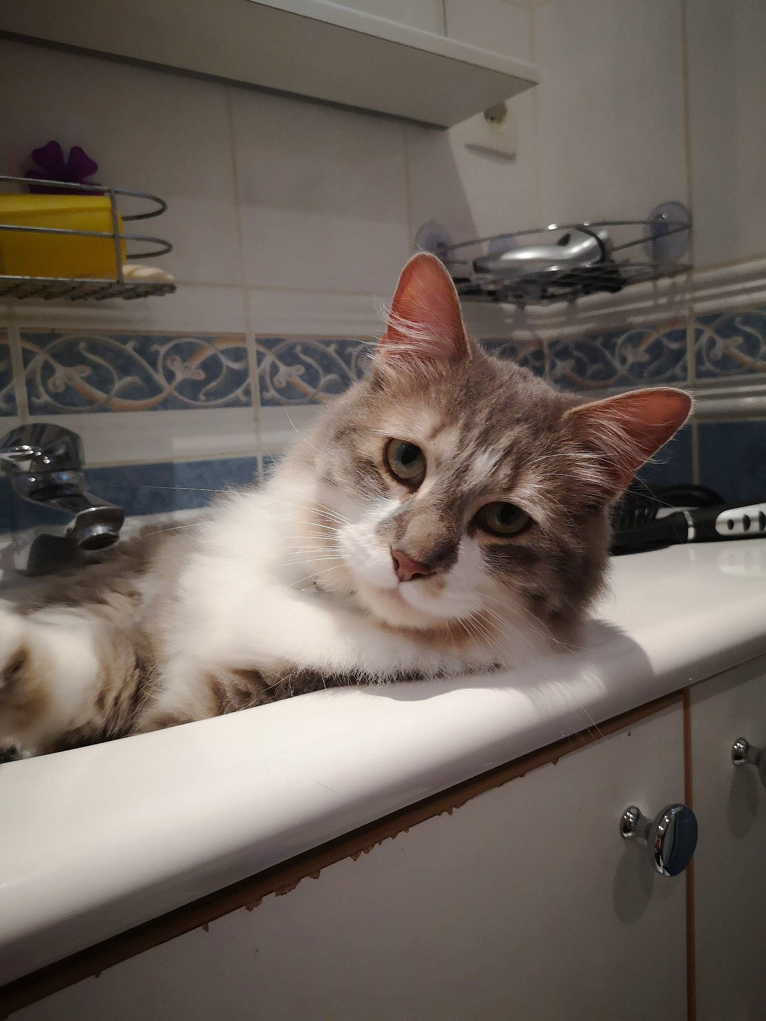 Mickey a rejoint le concours — aidez-le/la à gagner de superbes lots ! box, cabinetry, cardboard, carnivore, cat, domestic_short_haired_cat, drawer, felidae, fur, kitchen_appliance, major_appliance, paw, refrigerator, room, shelf, shelving, small_to_medium_sized_cats, snout, tail, whiskers