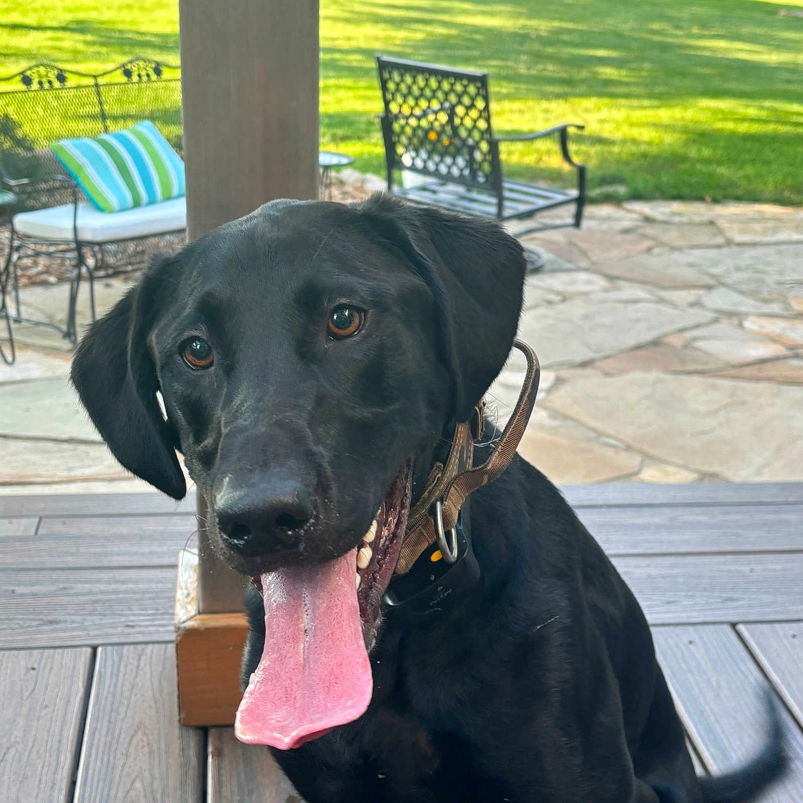 Elvis is registered to the contest to win money with this photo: animal, architecture, bench, building, canine, chair, dog, furniture, grass, hound, house, housing, labradorretriever, path, pet, plant, pointer, porch, puppy, walkway