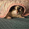 cat, pet, blanket, quilt, cozy, indoor, fur, cute, animal, tabby, white, pink, texture, resting, bed, comfort, face, whiskers, paws, curious