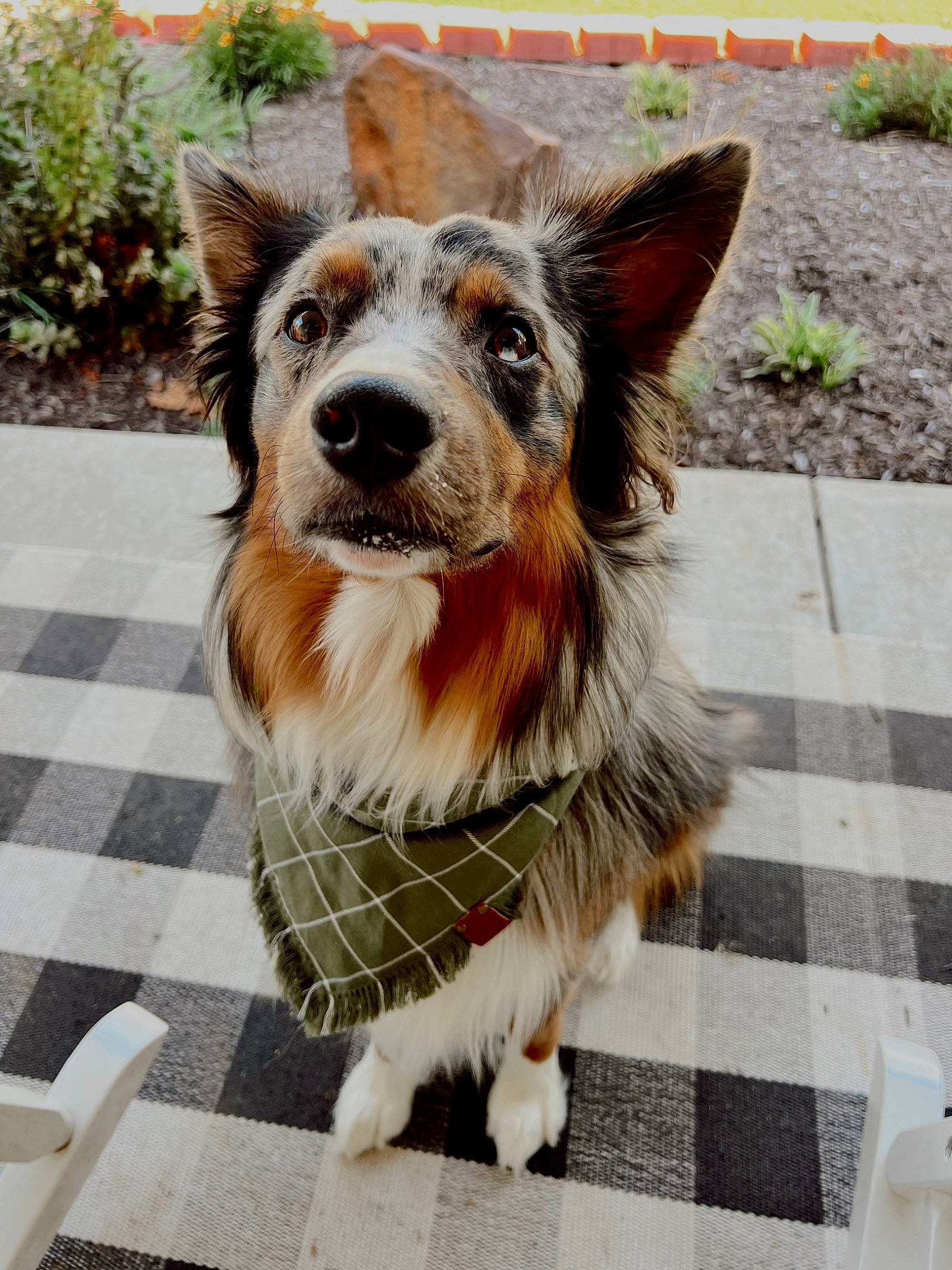 Bleu is registered to the contest to win money with this photo: canidae, carnivore, collar, companion_dog, dog, dog_breed, dog_collar, dog_supply, fawn, fur, grass, herding_dog, plant, snout, sporting_group, tail, terrestrial_animal, whiskers, working_animal, working_dog